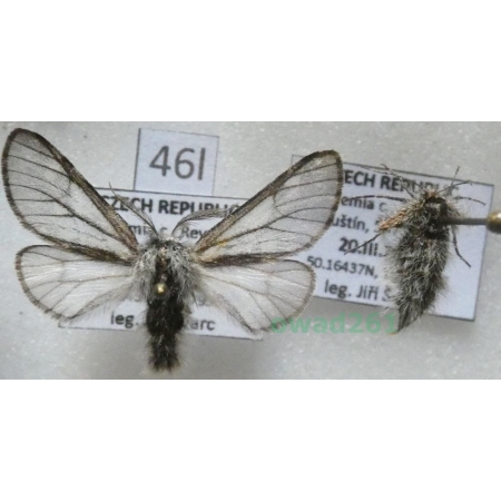 Lycia isabellae (Harrison, 1914) pair Czech46l